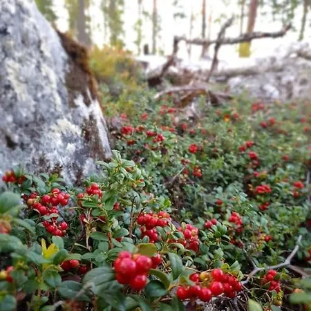 Pirunpelto Kallavedella